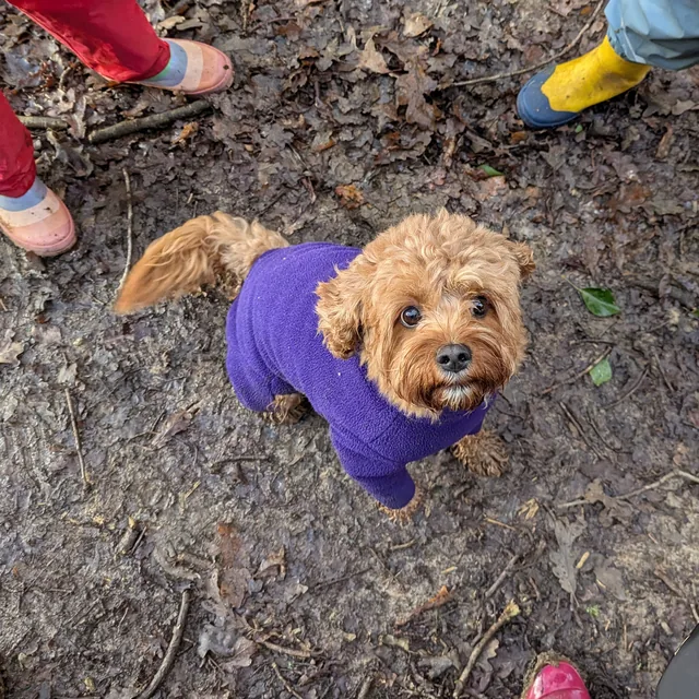 Bella the Cavapoo in a purple fleece, looking up from a muddy woodland path, surrounded by the family's wellies.